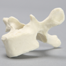 Vertebra, T3, Foam Cortical