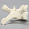 Vertebra, T3, Foam Cortical