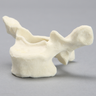 Vertebra, T2, Foam Cortical