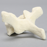 Vertebra, T2, Foam Cortical
