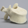 Vertebra, T12, Foam Cortical