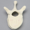 Vertebra, T11, Foam Cortical
