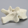 Vertebra, T11, Foam Cortical