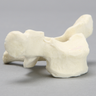 Vertebra, T1, Foam Cortical