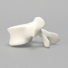 Vertebra, L5, Foam Cortical Shell, For Spinal Navigation