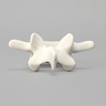 Vertebra, L4, Foam Cortical Shell, For Spinal Navigation