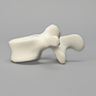 Vertebra, L3, Foam Cortical Shell, For Spinal Navigation