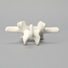 Vertebra, L2, Foam Cortical Shell, For Spinal Navigation