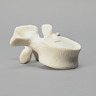 Vertebra, L1, Foam Cortical Shell, For Spinal Navigation