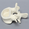 Vertebra, L4, Clear Window, Foam Cortical