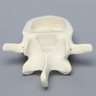 Vertebra, L4, Clear Window, Foam Cortical