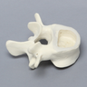 Vertebra, L4, Clear Window, Foam Cortical