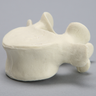 Vertebra, L5, Foam Cortical