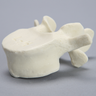 Vertebra, L4, Foam Cortical