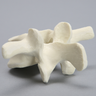 Vertebra, L3, Foam Cortical