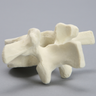 Vertebra, L2, Foam Cortical
