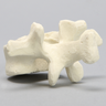Vertebra, L1, Foam Cortical