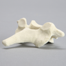 Vertebra, C7, Solid Foam