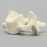 Vertebra, C6, Solid Foam