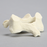 Vertebra, C5, Solid Foam