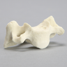 Vertebra, C5, Solid Foam