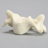 Vertebra, C4, Solid Foam