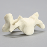 Vertebra, C4, Solid Foam