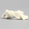 Vertebra, C1, Solid Foam