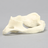 Vertebra, C1, Solid Foam