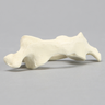 Vertebra, C1, Solid Foam