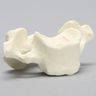 Vertebra, C7, Foam Cortical