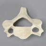 Vertebra, C5, Foam Cortical