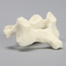 Vertebra, C5, Foam Cortical