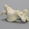 Vertebra, C4, Foam Cortical