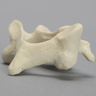 Vertebra, C4, Foam Cortical