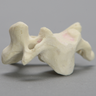 Vertebra, C4, Foam Cortical