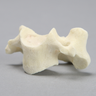 Vertebra, C3, Foam Cortical