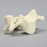 Vertebra, C3, Foam Cortical