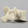 Vertebra, L5, Solid Foam