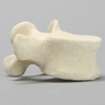 Vertebra, L5, Solid Foam