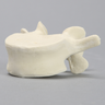 Vertebra, L4, Solid Foam