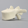 Vertebra, L3, Solid Foam