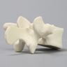 Vertebra, L3, Solid Foam