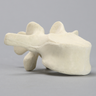 Vertebra, L3, Solid Foam