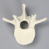 Vertebra, L2, Solid Foam
