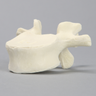 Vertebra, L1, Solid Foam