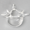 Vertebra L5, Solid Clear Plastic
