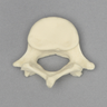 Vertebra, L5, Pediatric, Solid Foam