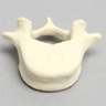 Vertebra, L5, Pediatric, Solid Foam