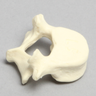 Vertebra, L5, Pediatric, Solid Foam